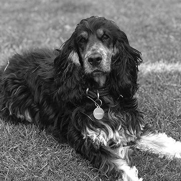 Maisie the dog Photo
